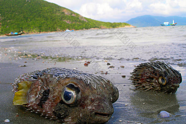 河豚在海滩上钓鱼。