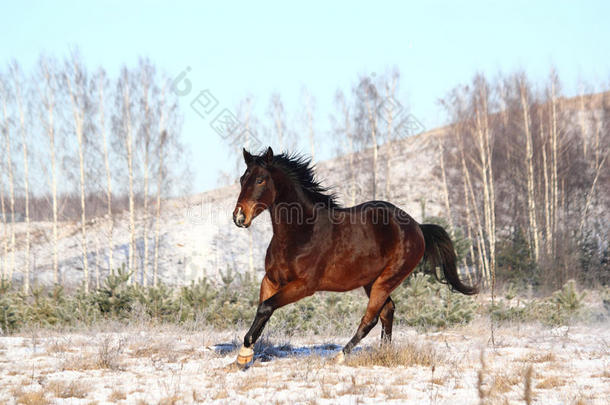 冬天自由奔跑的棕色马
