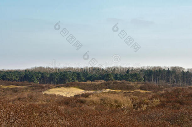 比利时海岸旁边的自然保护区Zwin的<strong>沙丘</strong>和<strong>树木</strong>