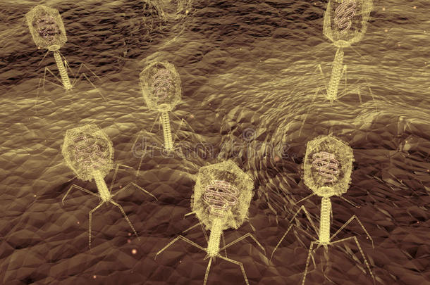 噬菌体病毒攻击细菌