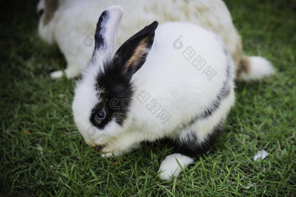 在花园里吃草的棉尾巴兔子