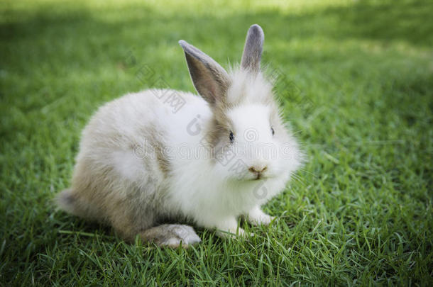 在花园里吃草的棉尾巴兔子