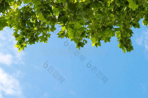 蓝天，飘浮的云彩和新鲜的绿树