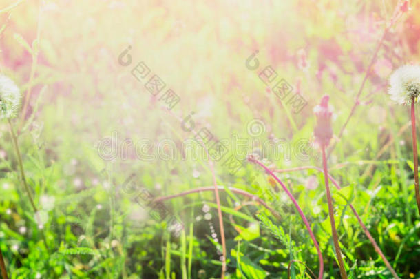 蒲公英在春天的田野里阳光明媚，夏天模糊的背景横幅为网站选择焦点，模糊，夏天，春天，太阳