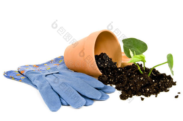 带植物土壤和花盆的园艺手套
