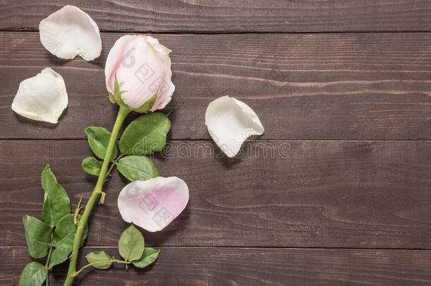 美丽的淡粉色玫瑰在木制背景上