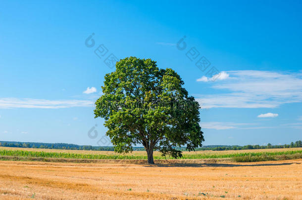 晴天的<strong>美丽风景</strong>