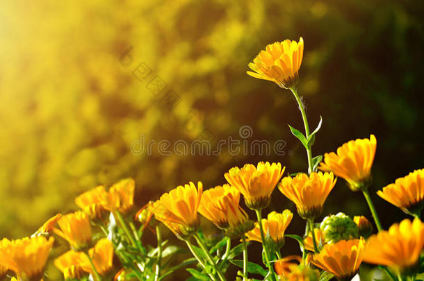 金盏菊明亮的橙色花朵，在日落的光线下-夏天的背景下