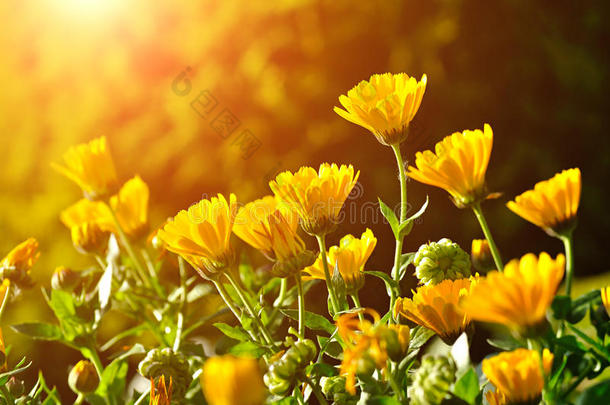 在日落的光线下，金盏菊明亮的橙色花朵
