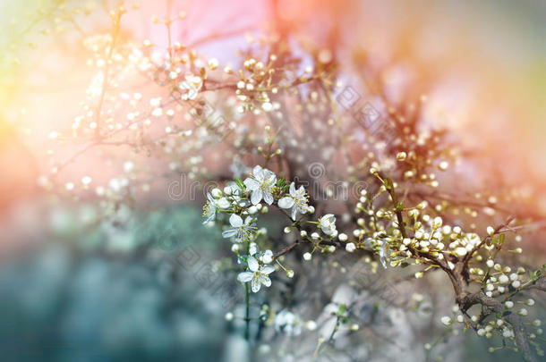 萌芽的花蕾-美丽的春天