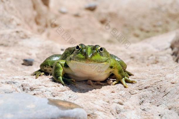 可食用青蛙（天蛙）或<strong>绿色</strong>青蛙