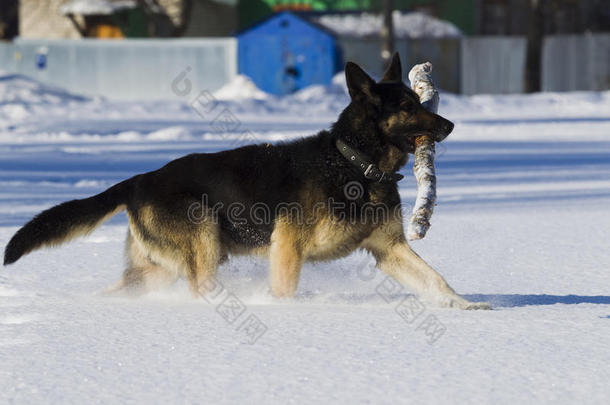 东欧牧羊犬