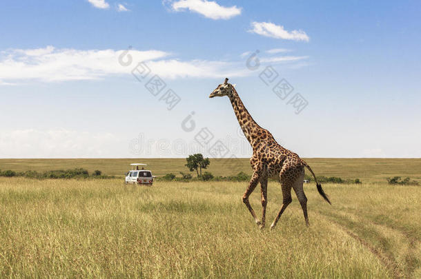 肯尼亚内罗毕的长颈鹿