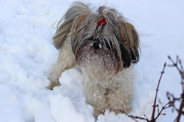 狗施子在雪地里玩