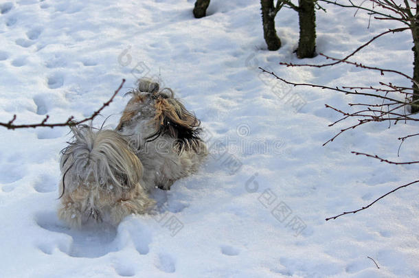 狗施子在雪地里玩