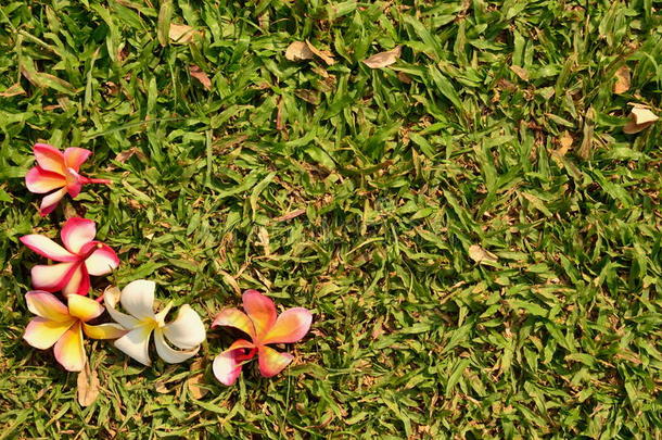 绿色草地上的Frangipani李子温泉花