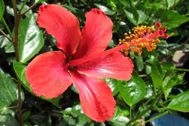 异国情调的红色芙蓉花和植物