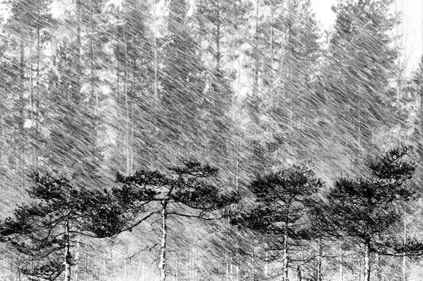 寒冷的二月芬兰松木松树