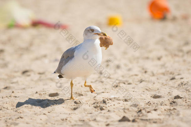 海鸥拖着一块面包，在沙滩上奔跑