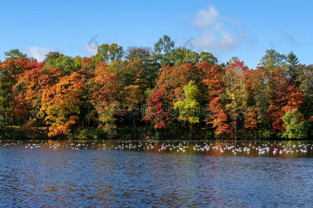 <strong>湖边</strong>的<strong>秋天</strong>森林。 有红色、黄色和绿色叶子的树。