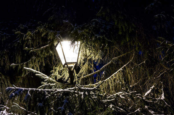 城市的灯光与雪和树在夜间在冬天