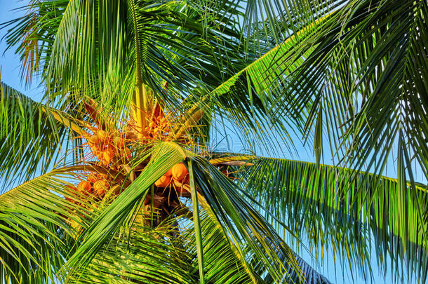 椰子树与水果-椰子，在一个热带岛屿在m