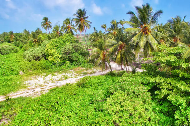 <strong>马尔代夫</strong>热带岛屿上的椰子棕榈