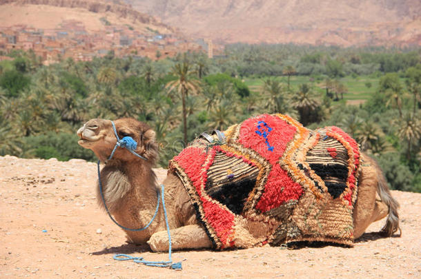 摩洛哥的骆驼