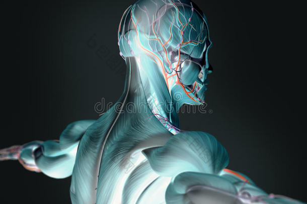 人体解剖学的三维图像