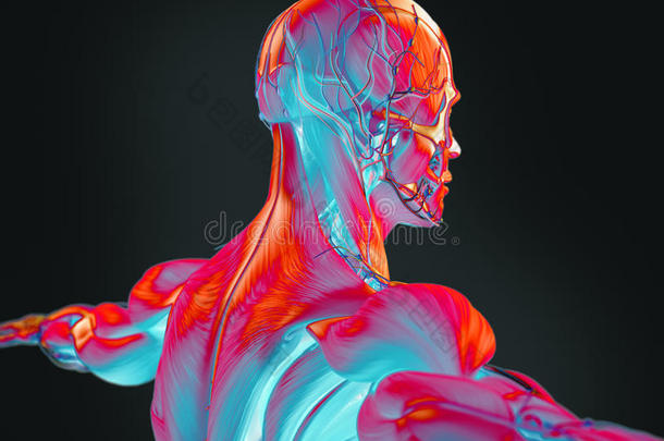 三维解剖动脉后面身体