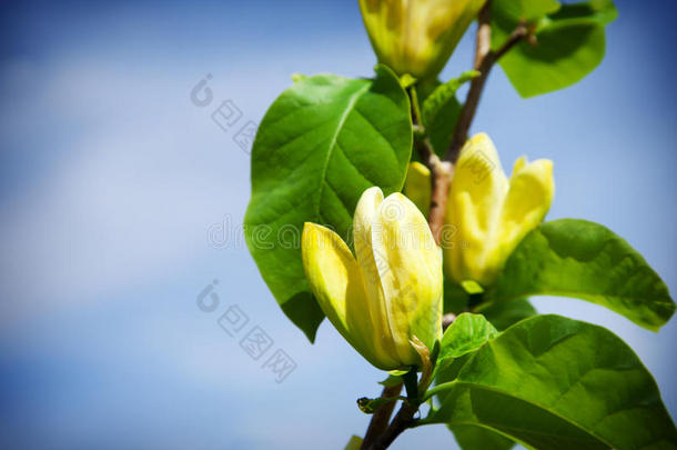 春天盛开的玉兰树。 黄色玉兰