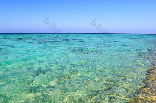 背景海滩蓝色清楚的珊瑚