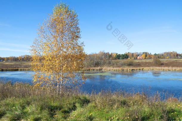 秋天的风景与桦树在河边