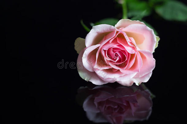 黑底粉红玫瑰
