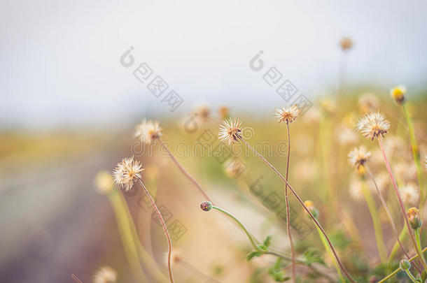 美丽的背景草花复古彩色过滤器软焦点