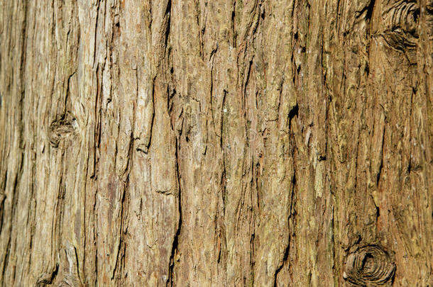 树皮的背景<strong>纹理</strong>。 剥去一棵有开<strong>裂痕</strong>迹的树皮。