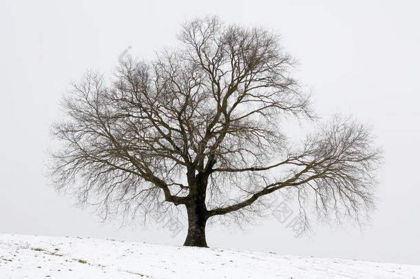 冬日树