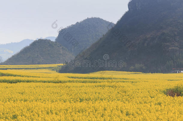 蜜蜂蜂巢养蜂人蓝色水牛