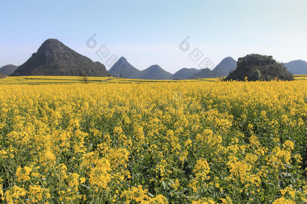 蜜蜂蜂巢养蜂人蓝色水牛