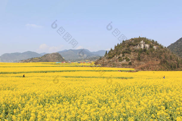 蜜蜂蜂巢养蜂人蓝色水牛