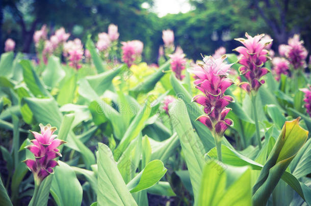 姜黄泽泻或暹罗郁金香或夏季郁金香在花园自然泰国与软焦点颜色过滤背景。