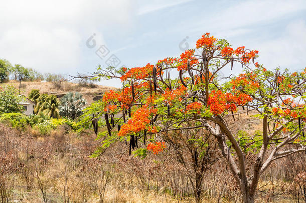 沙漠树花的沙漠树