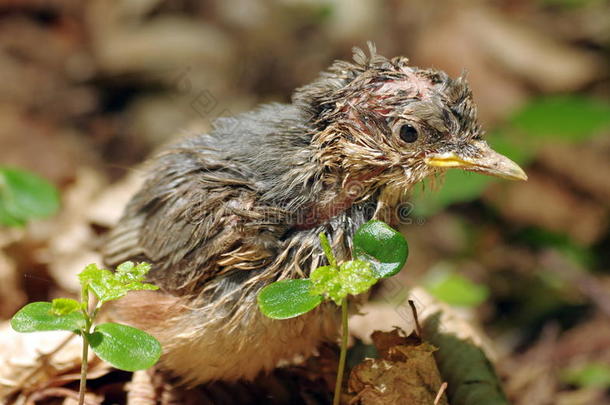 单独地动物宝贝鸟出生