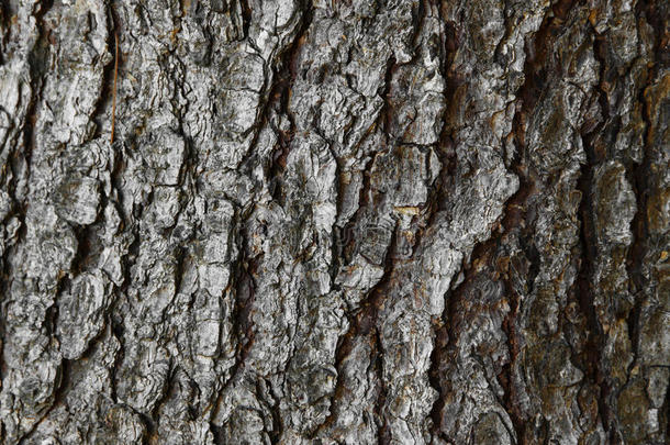 树皮的背景<strong>纹理</strong>。 剥去一棵有开<strong>裂痕</strong>迹的树皮。