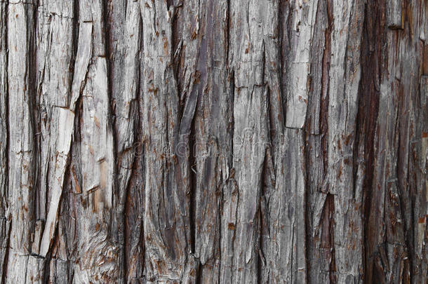 树皮的背景纹理。 剥去一棵有开<strong>裂痕</strong>迹的树皮。