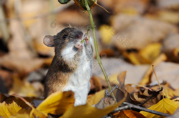 黑线姬鼠动物每年的姬鼠秋天