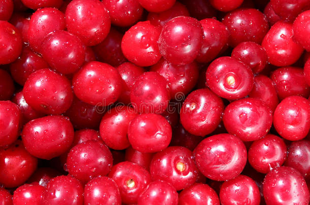 红熟樱桃浆果