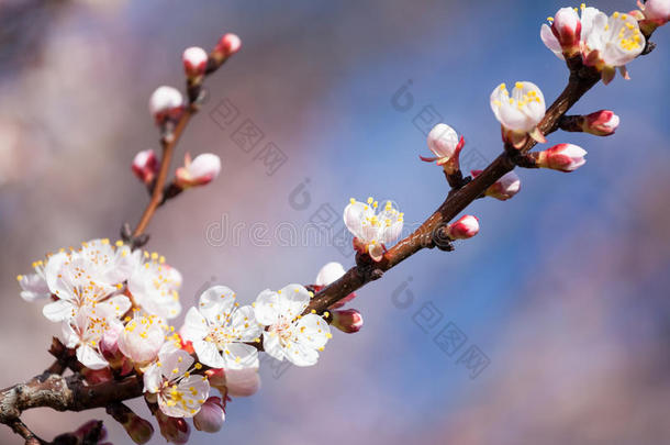 春暖花开