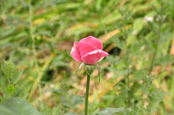 花束俱乐部装饰花花坛