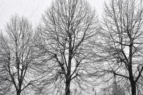 冬天树木的黑白照片。 降雪